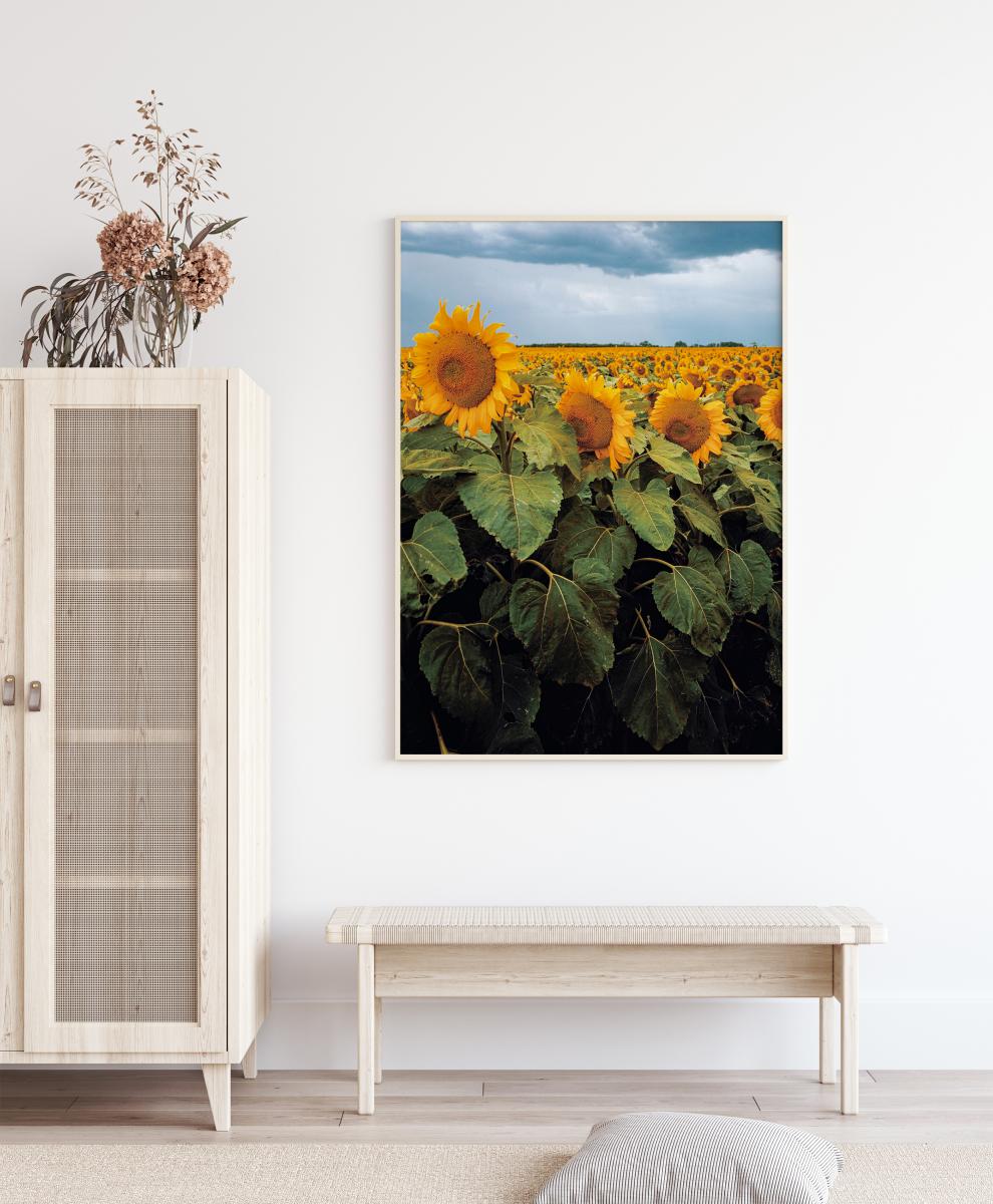 Buy Sunflowers Poster here - BGASTORE.UK