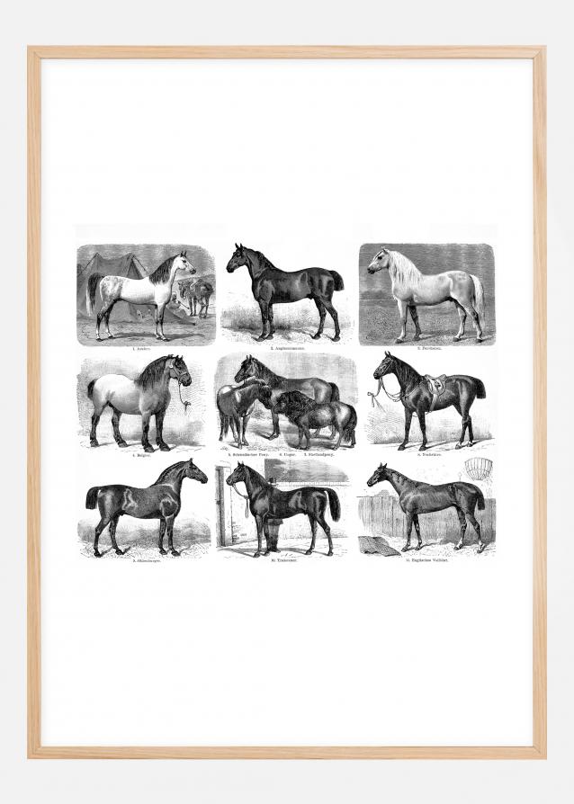 Bildverkstad Horse breeds Poster