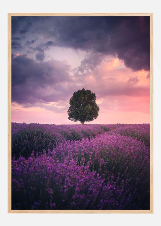 Bildverkstad Lavender Fields Poster