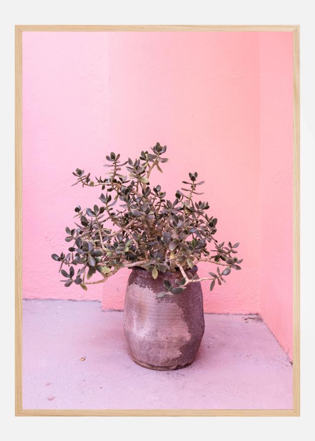 Bildverkstad Spanish Rustic Succulent Poster