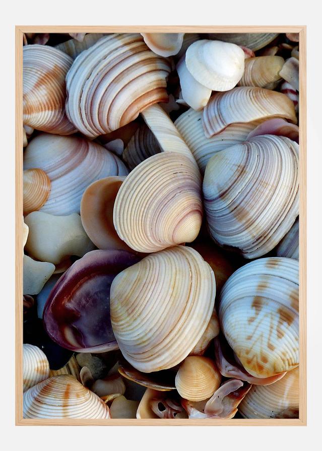 Bildverkstad Shells Poster