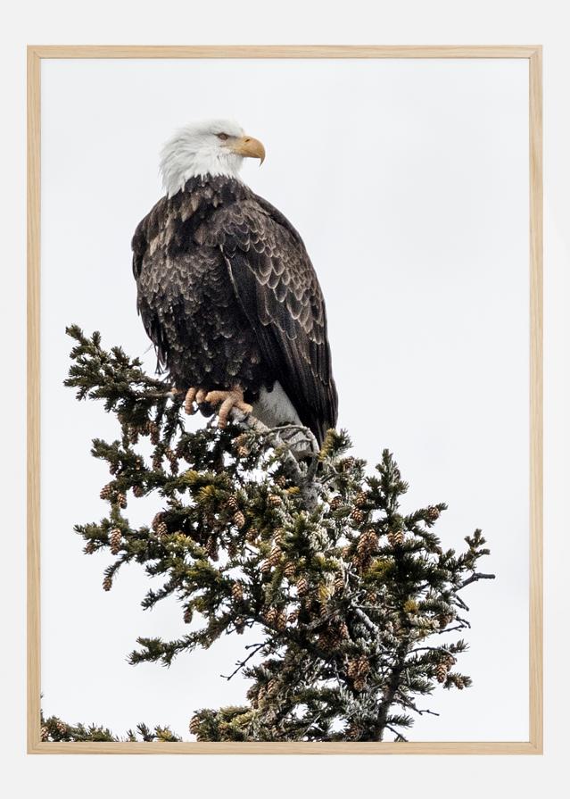 Bildverkstad Eagle Poster