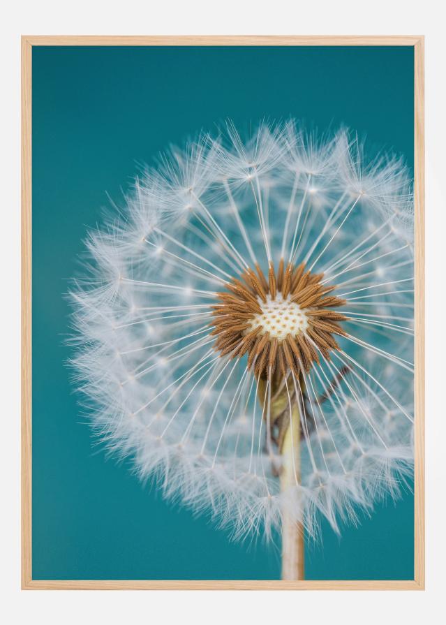 Bildverkstad Dandelion Macro Sky Poster