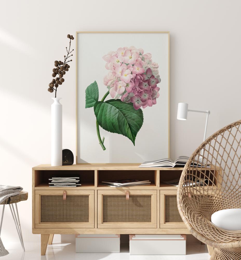 Bildverkstad Hydrangea Macrophylla Poster