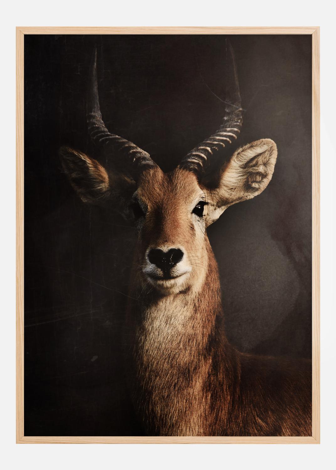 Product Image for Antelope Poster (21x29.7 cm (A4))