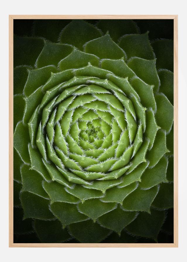 Bildverkstad Succulent Poster