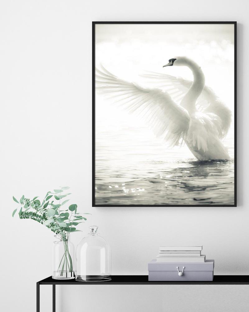 Bildverkstad Swan Poster