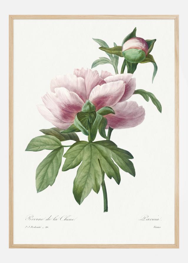 Bildverkstad Peony Poster