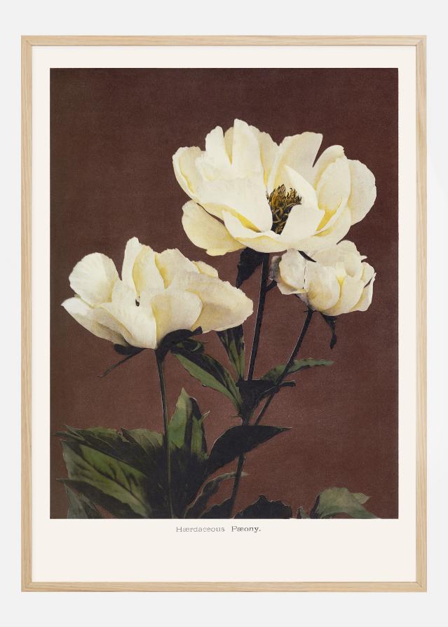 Bildverkstad Habrdaceous Peony Poster