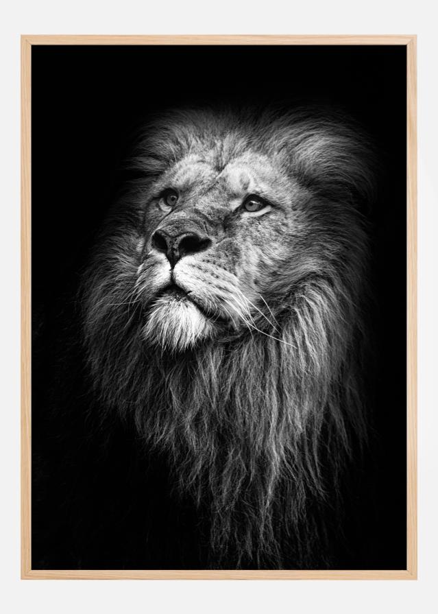 Bildverkstad King Of Lions Poster