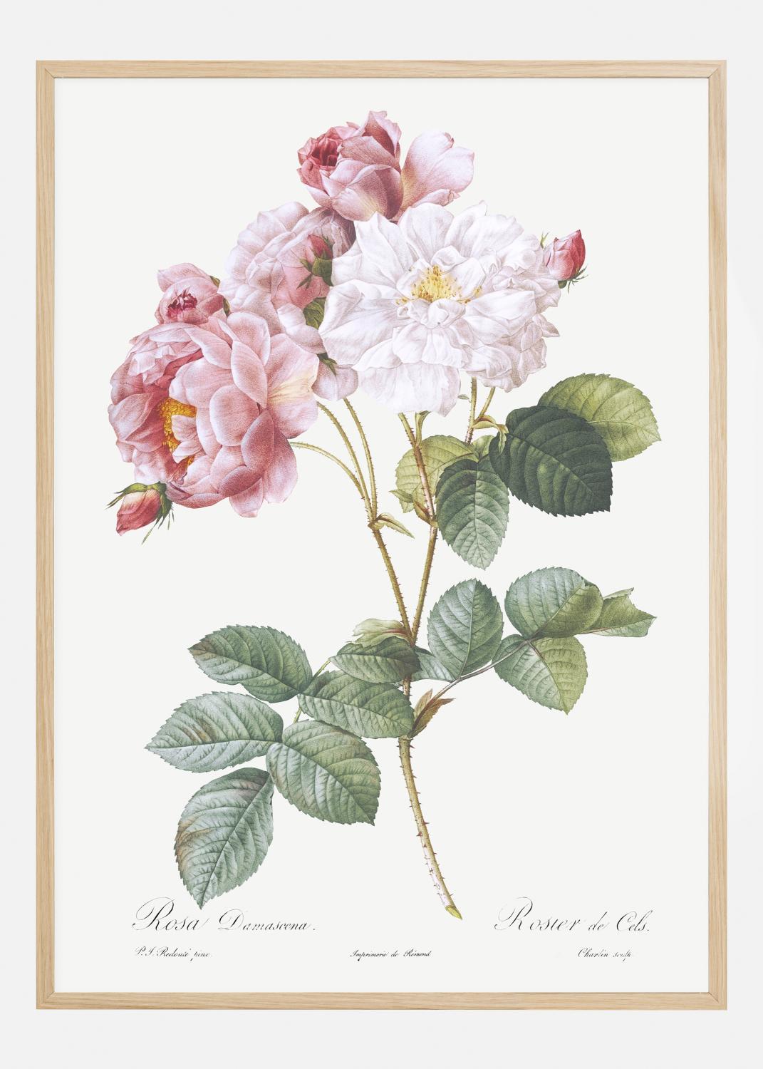 Product Image for Rosa Damascena Poster (21x29.7 cm (A4))