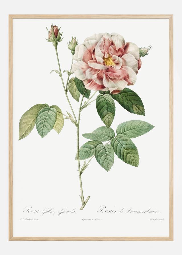 Bildverkstad Rose Poster