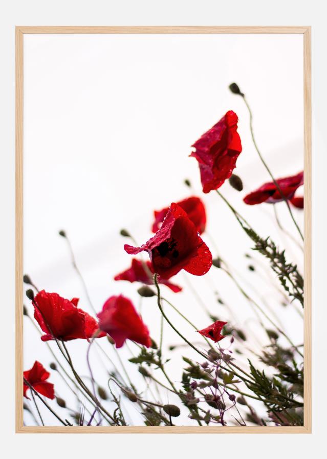 Bildverkstad Poppy Poster