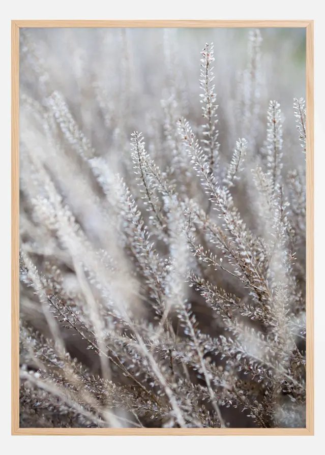 Bildverkstad Frosty Grass Poster