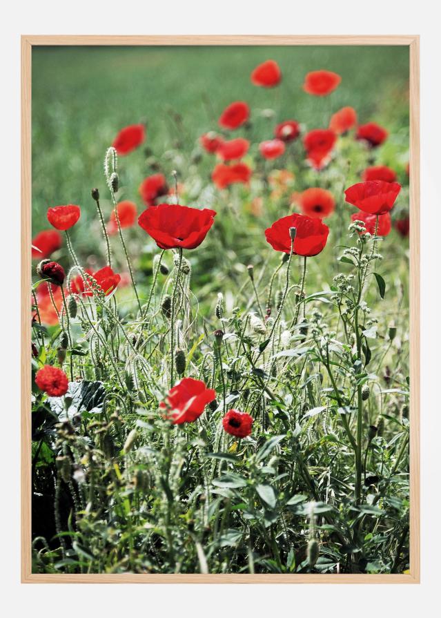 Bildverkstad Poppy Fields Poster