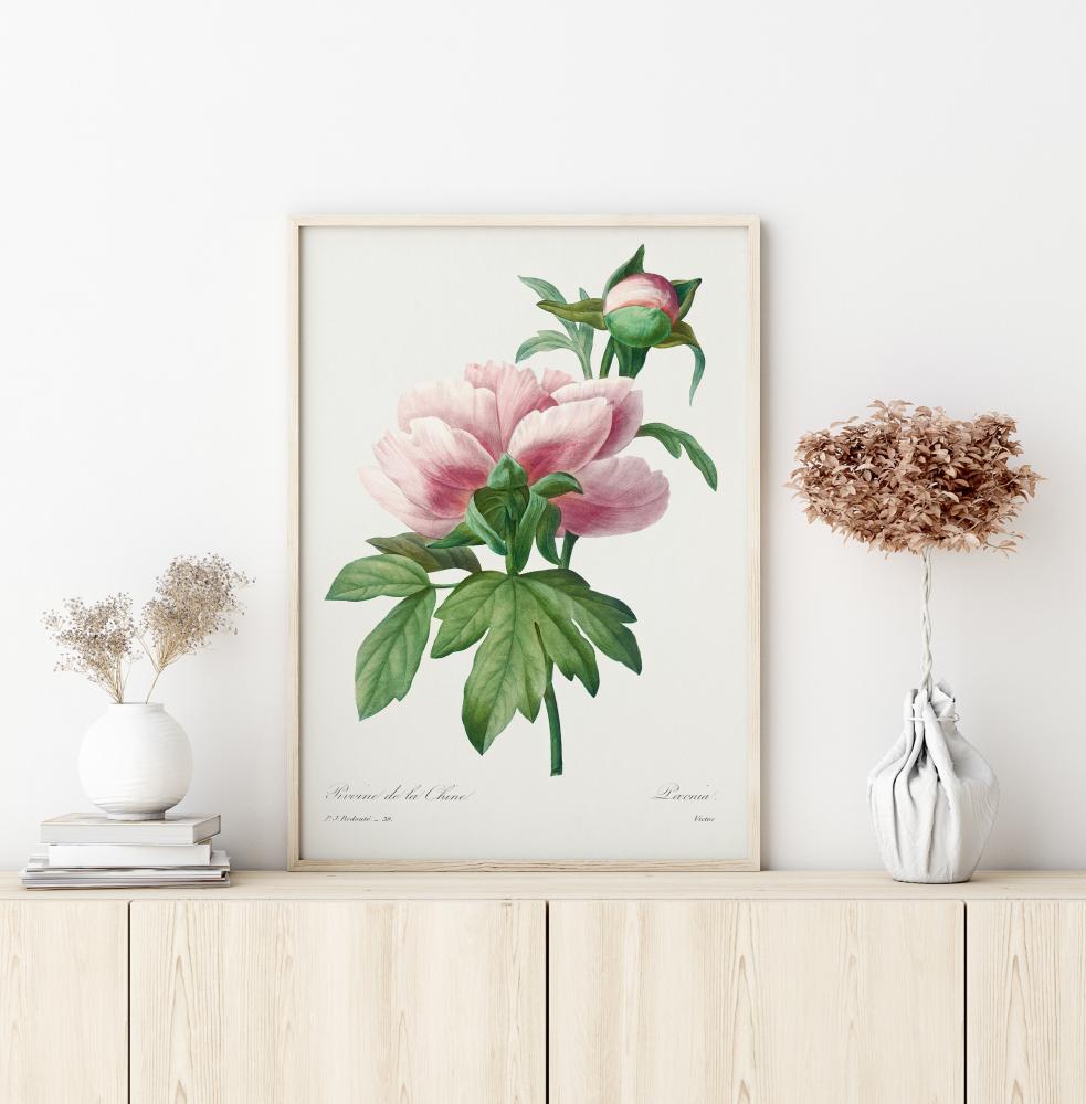 Bildverkstad Peony Poster